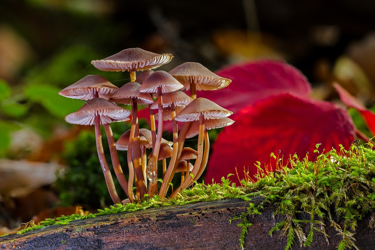 mushroom group mushrooms sponge free photo