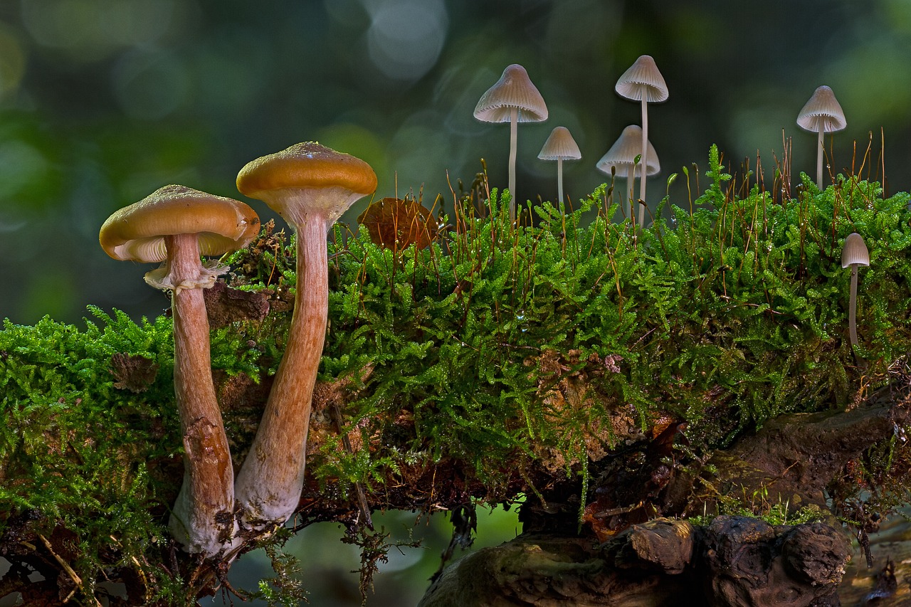 mushroom group small mushrooms sponge free photo