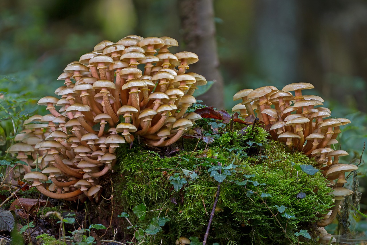mushroom group mushrooms sponge free photo
