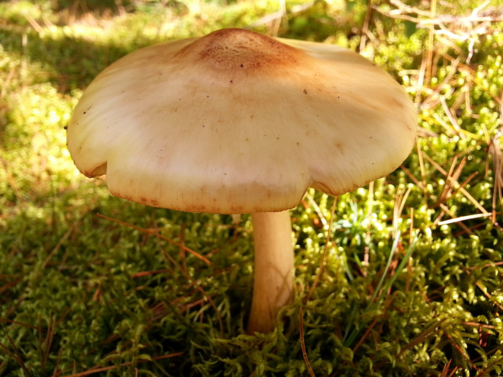 mushroom forest nature free photo