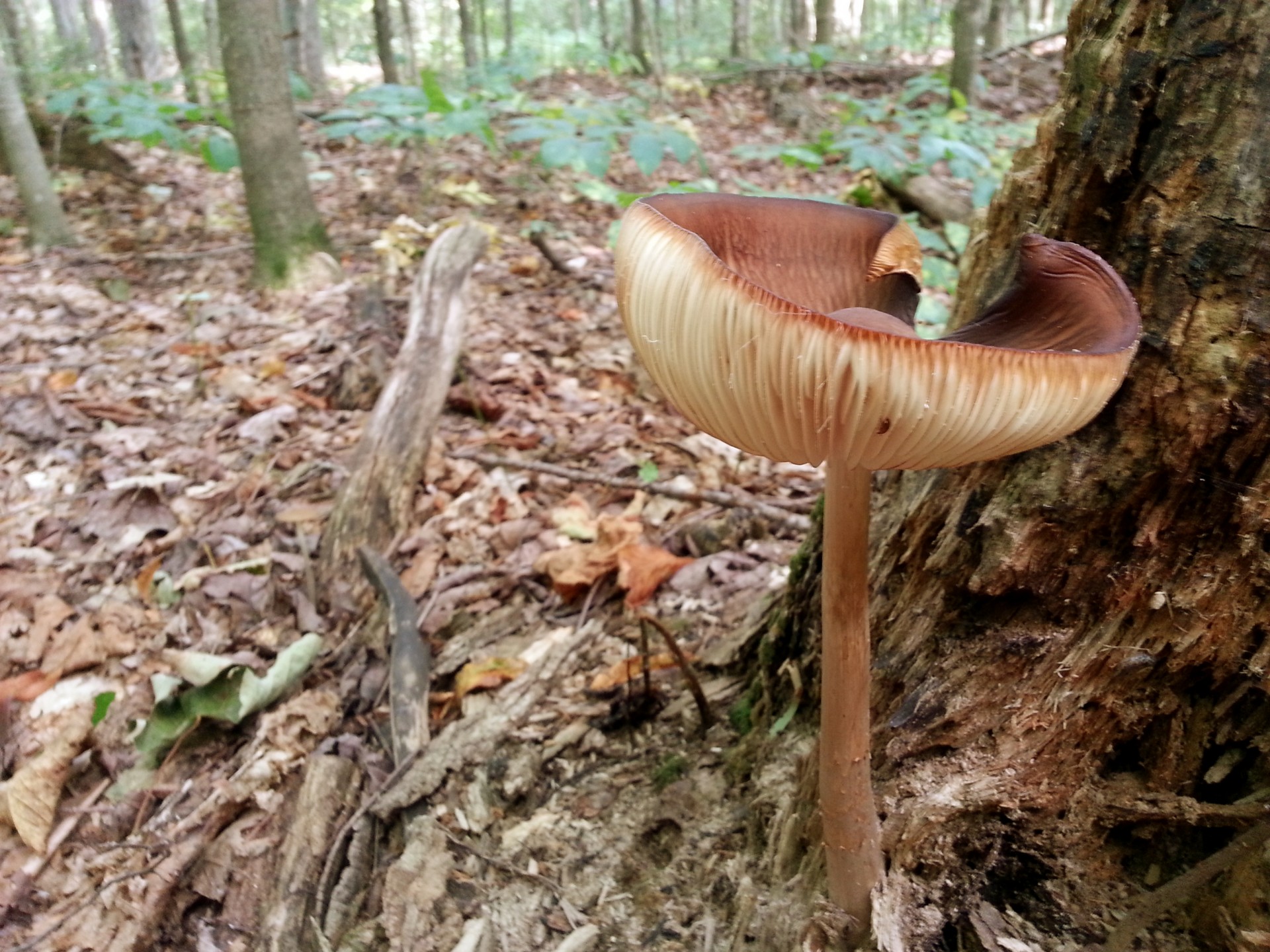 mushroom fungus forest free photo