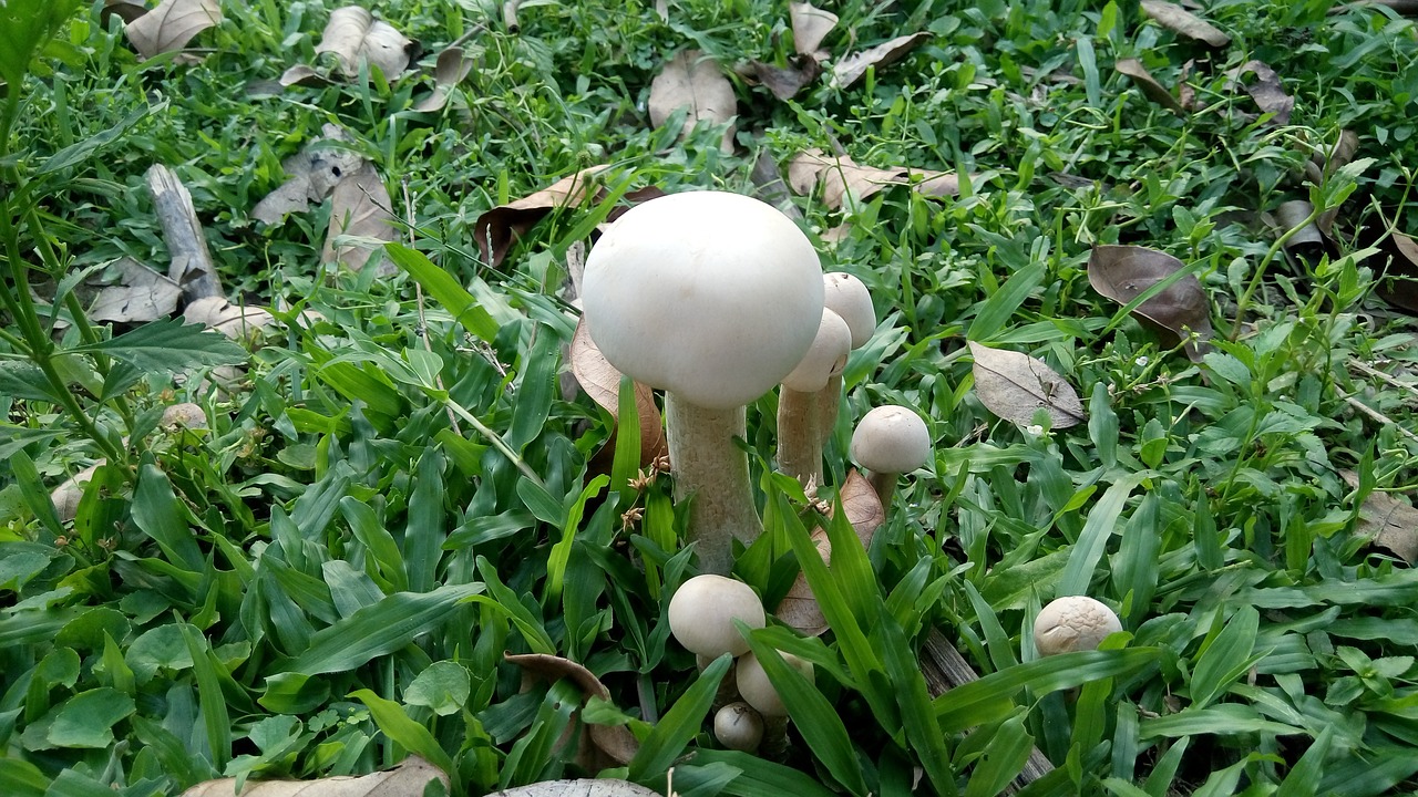 mushroom in the garden mushrooms in the garden free photo