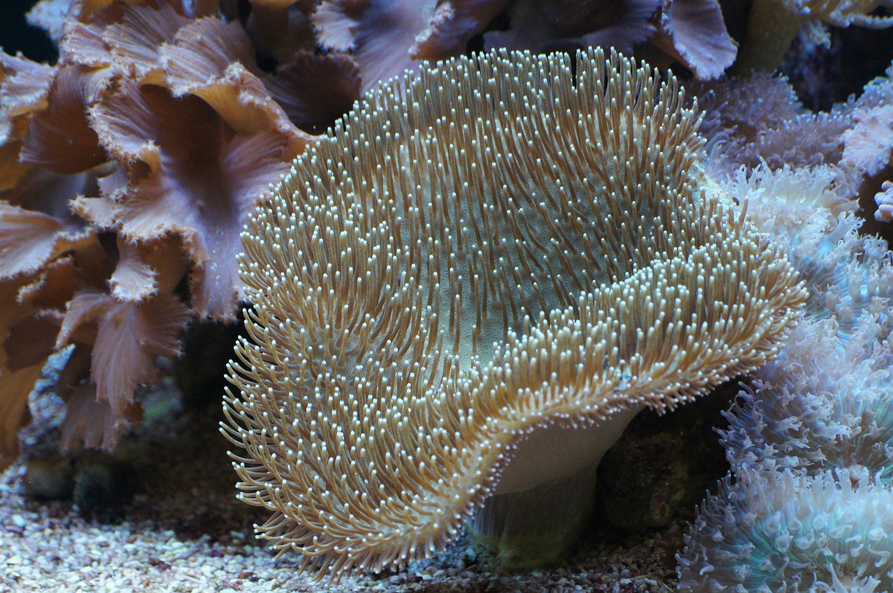 mushroom leather coral coral underwater world free photo