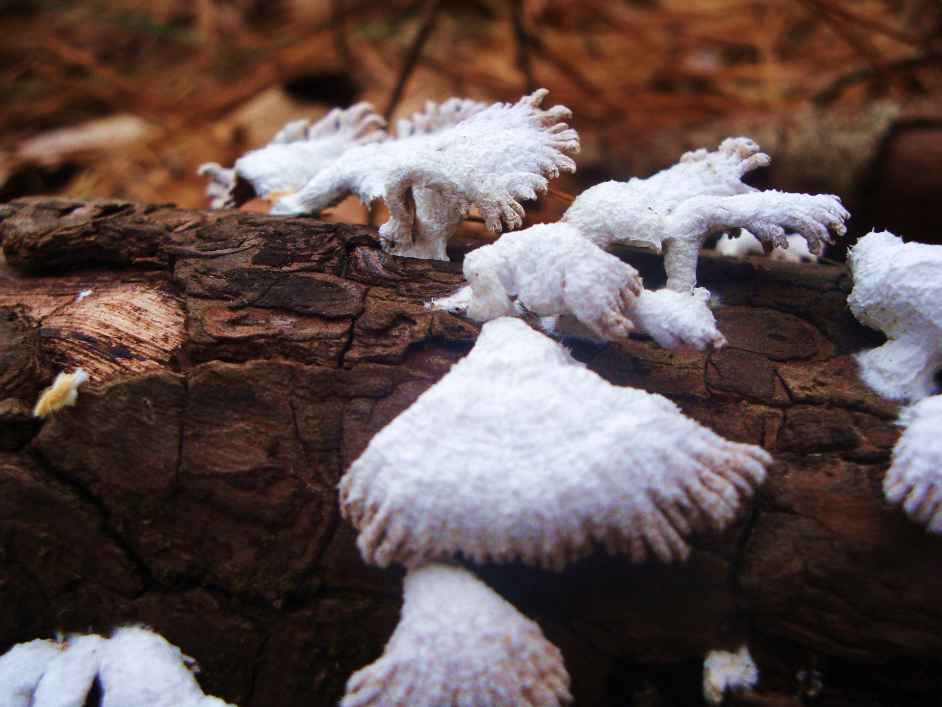 mushrooms log woods free photo