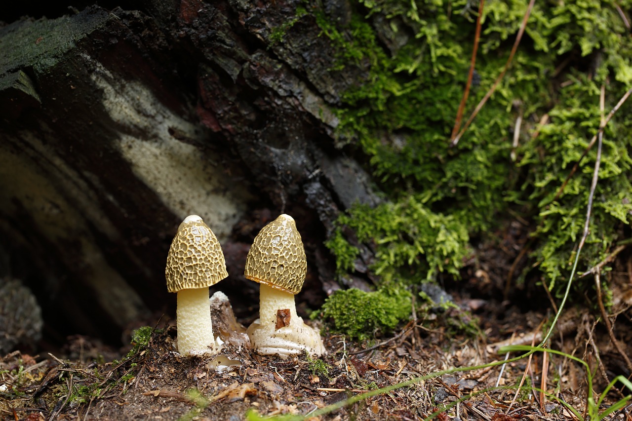 mushroom mantle  mushroom  dictyophora indusiata free photo