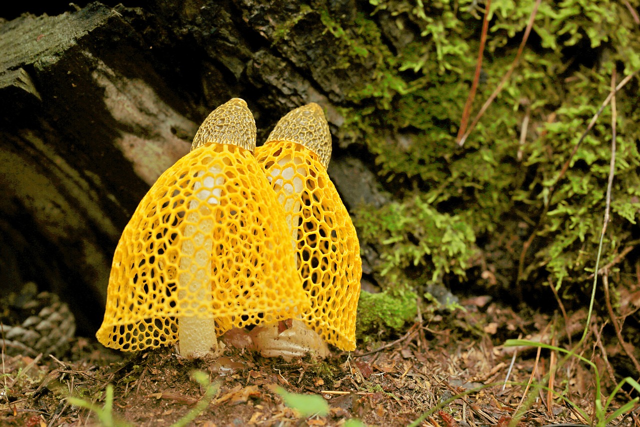 mushroom mantle  mushroom  dictyophora indusiata free photo