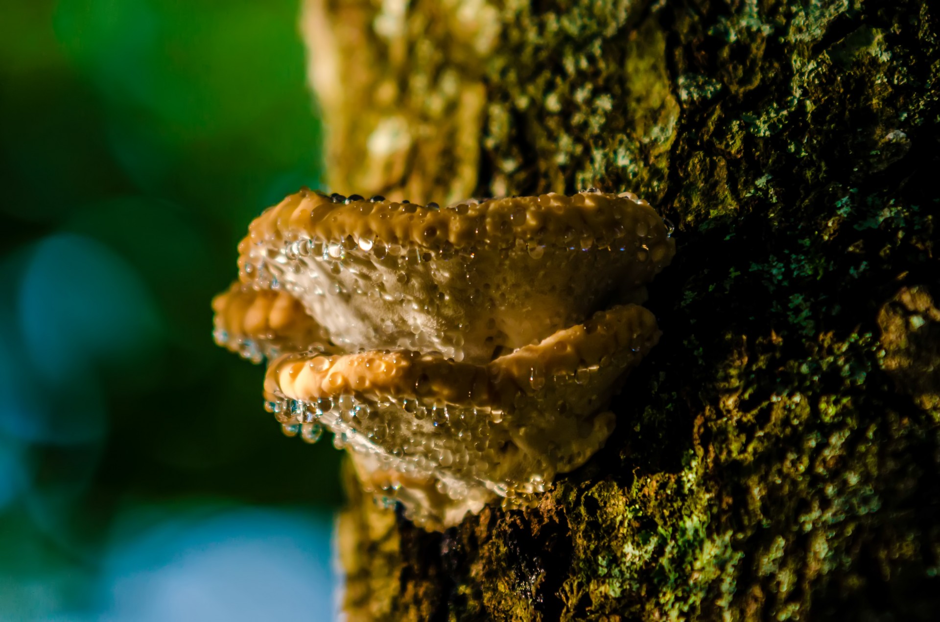 algae botanical close-up free photo