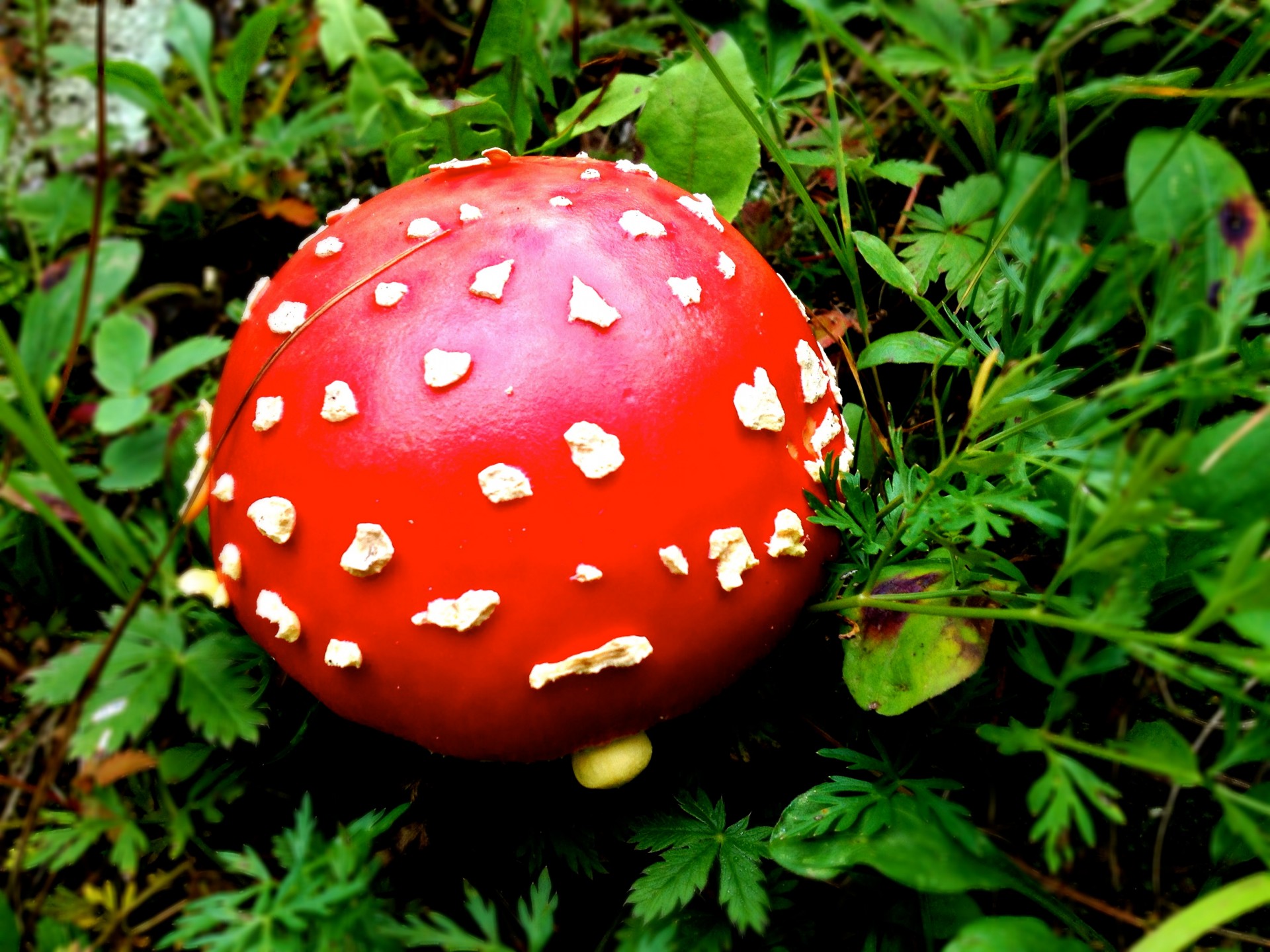 mushroom toad stool forest free photo