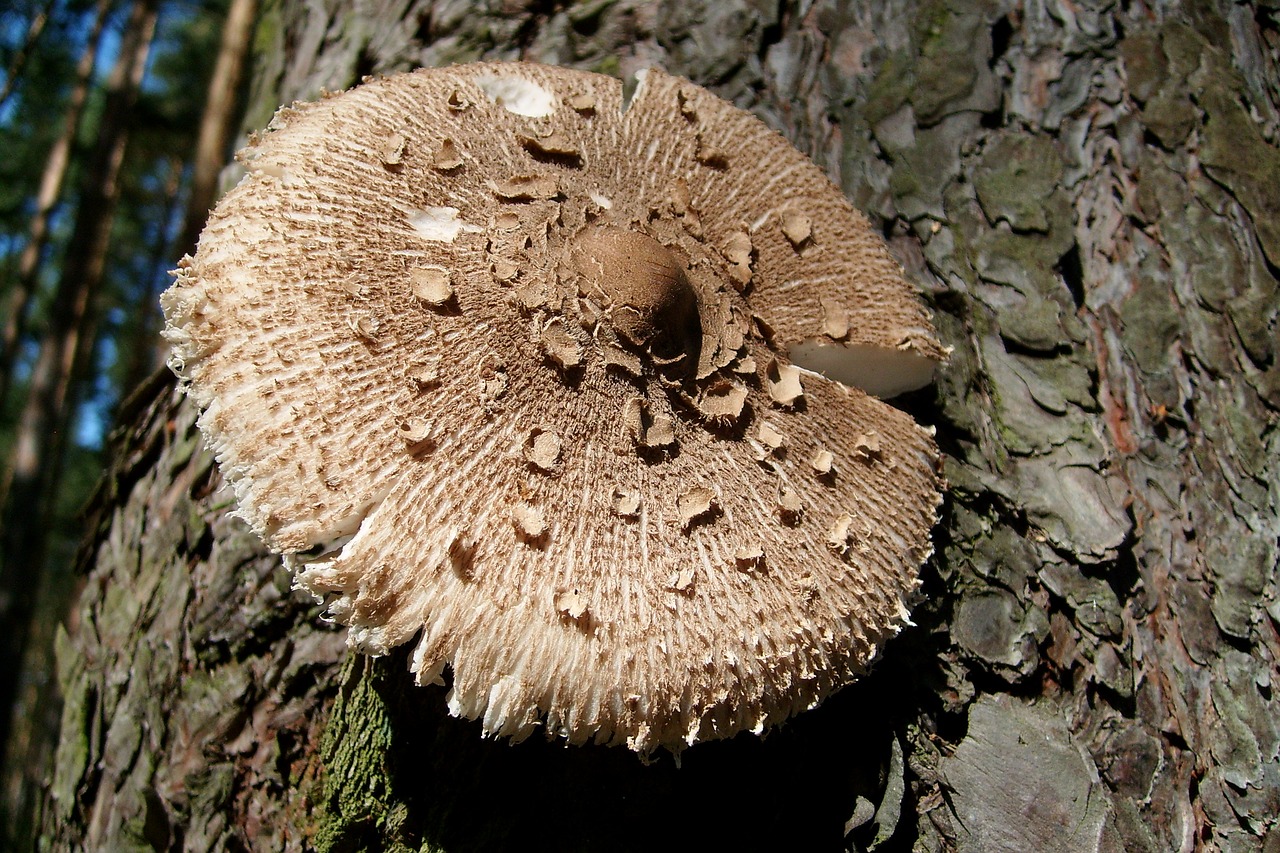 mushroom owl nature autumn free photo