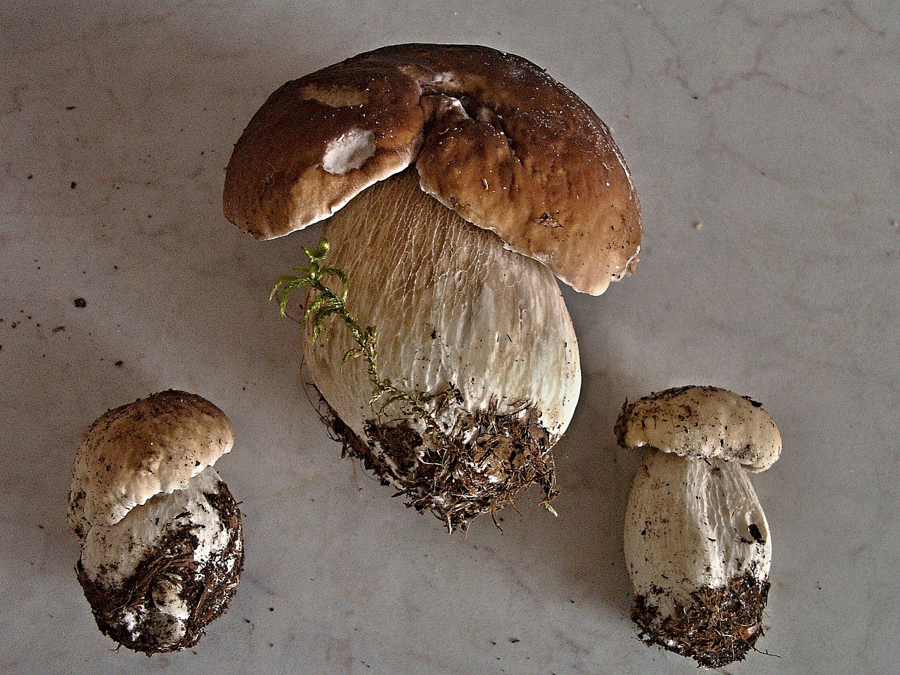 mushroom right mushrooms fungus free photo