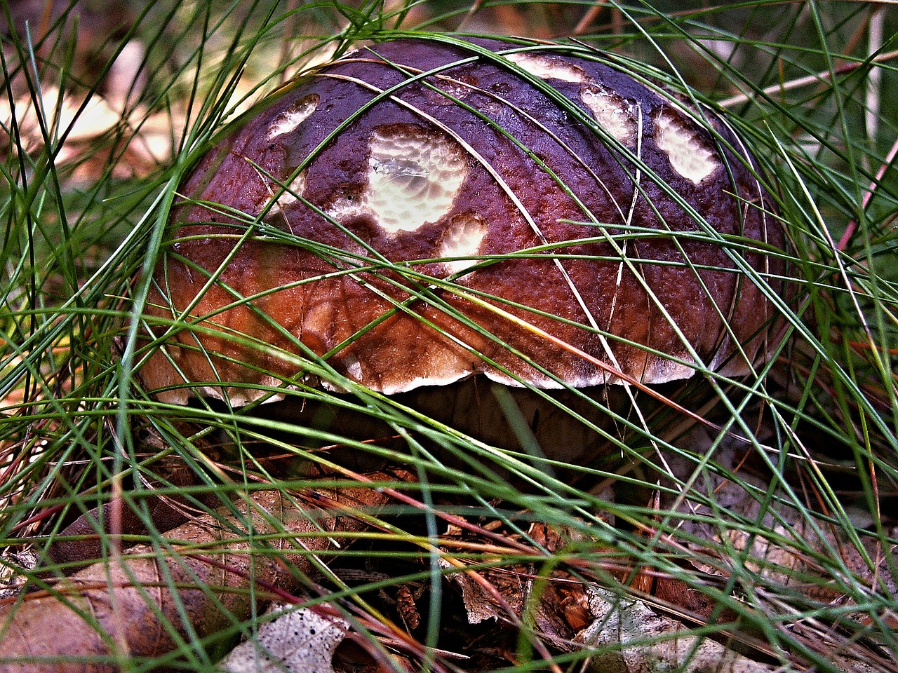 mushroom right oak fungus free photo