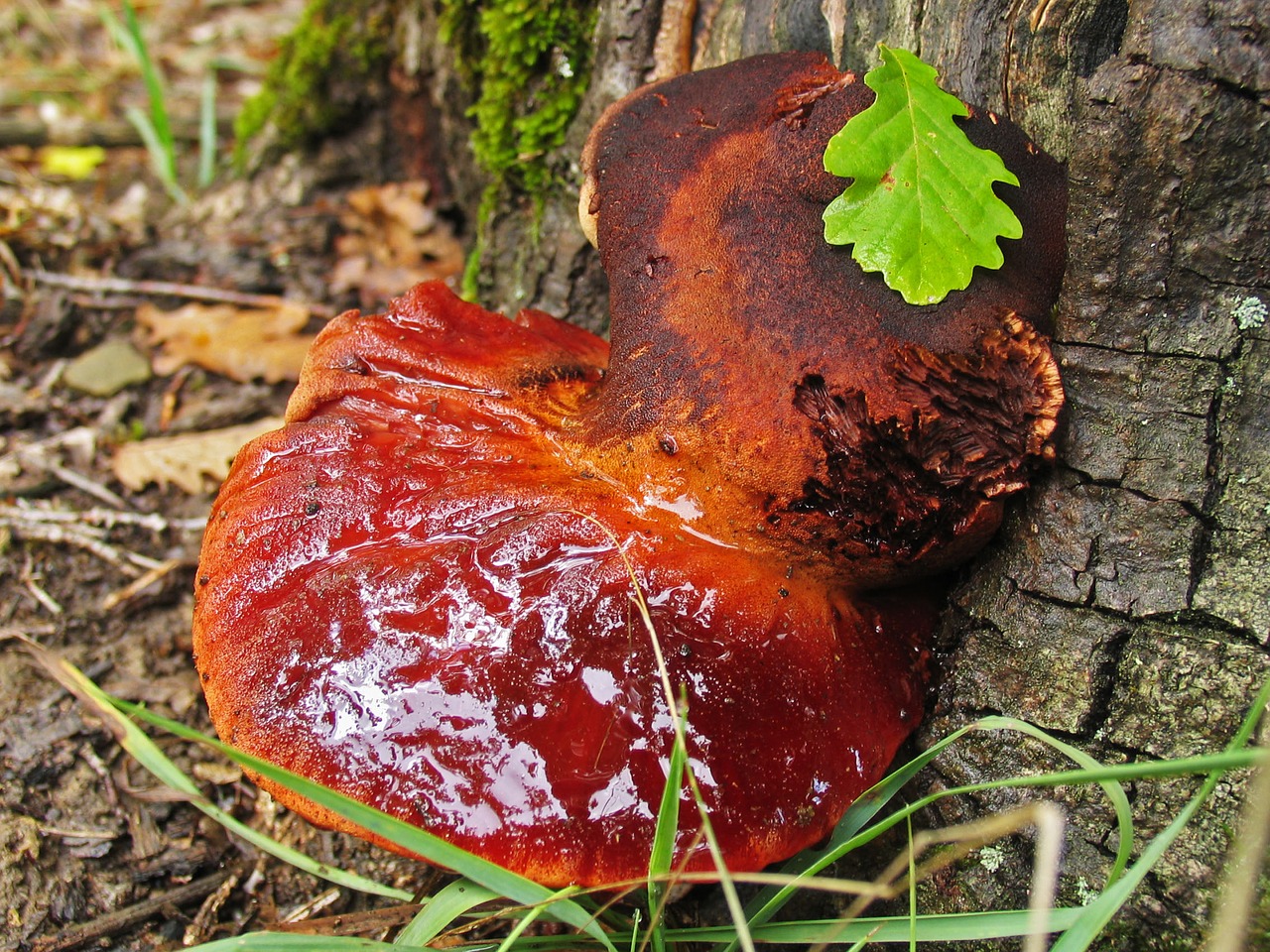 mushroom wood in the forest mushrooms free photo