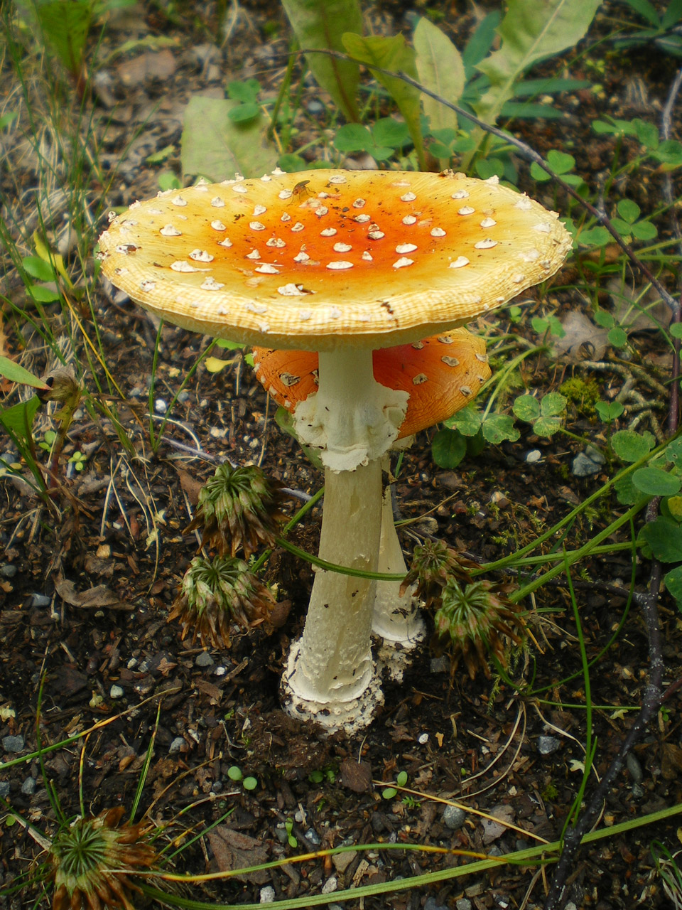 alaska mushroom mushroom free photo