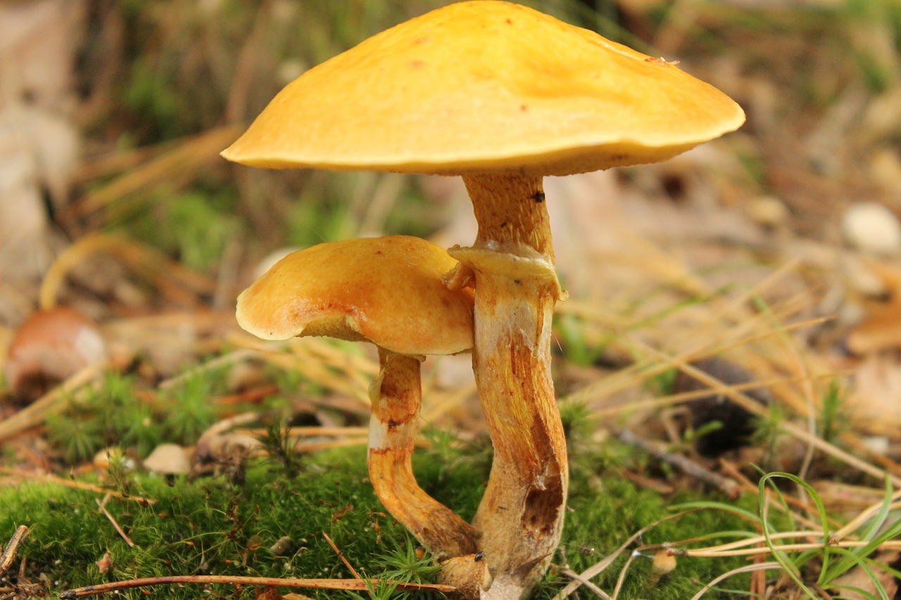 mushrooms autumn mushroom free photo