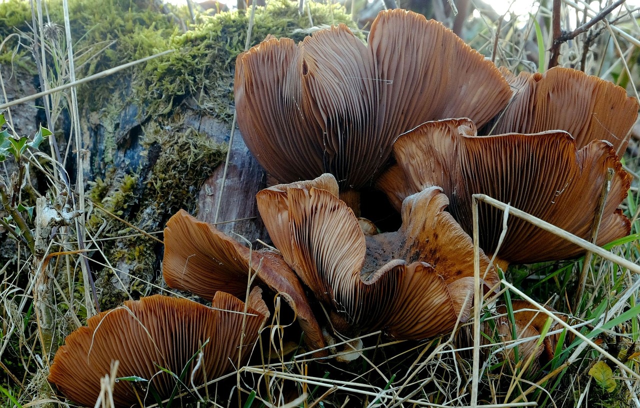 mushrooms brown forest free photo