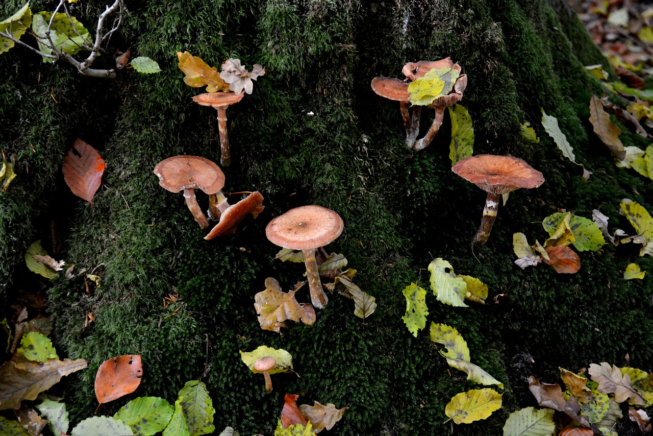 mushrooms moss leaves free photo