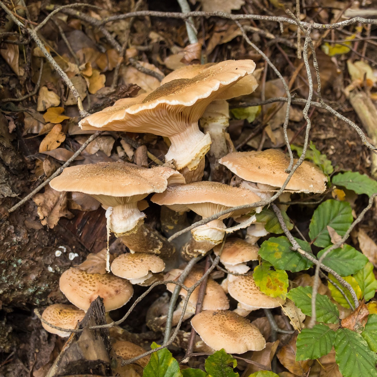 mushrooms forest nature free photo