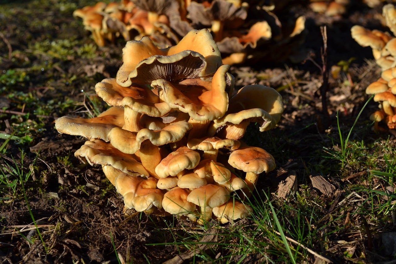 mushrooms fungi autumn free photo