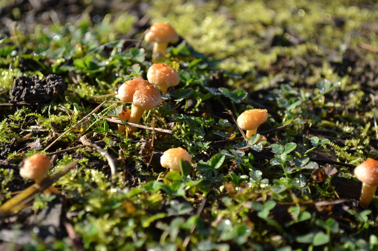 mushrooms fungi dewdrops free photo