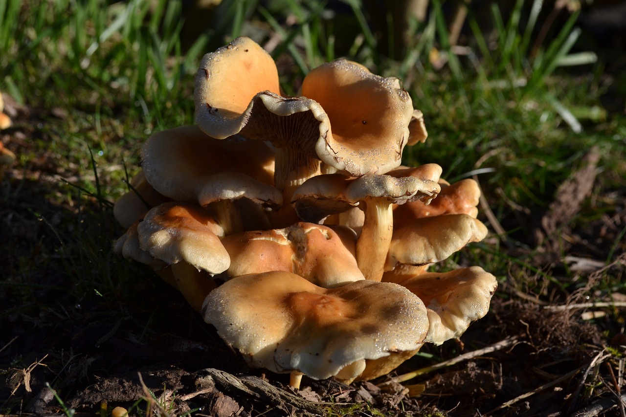 mushrooms fungi fungi autumn free photo