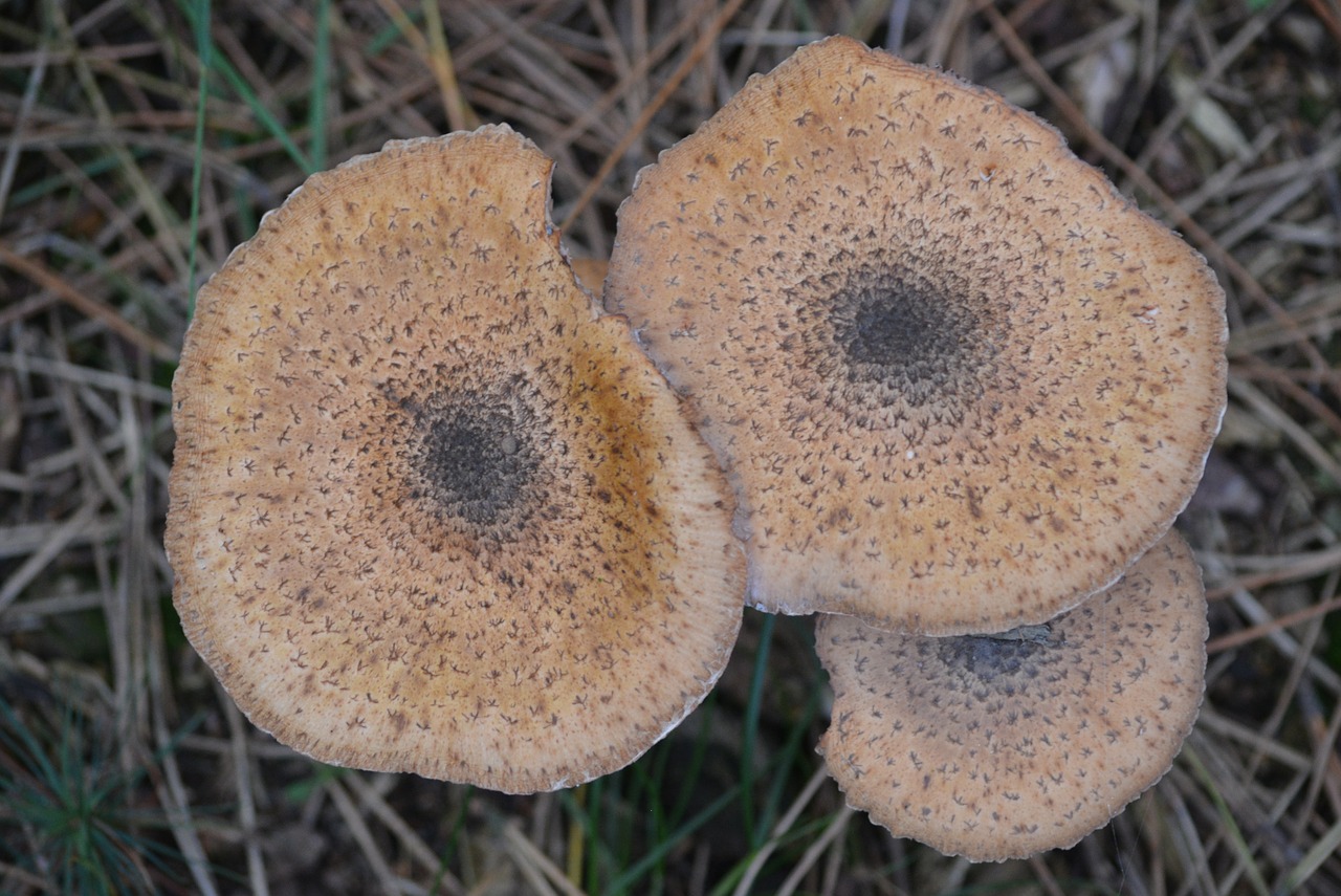 mushrooms fungi nature free photo