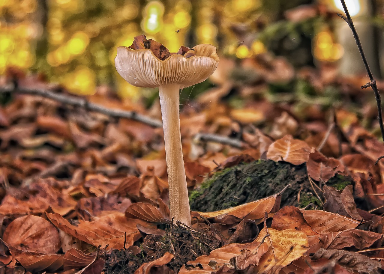 mushrooms forest autumn free photo