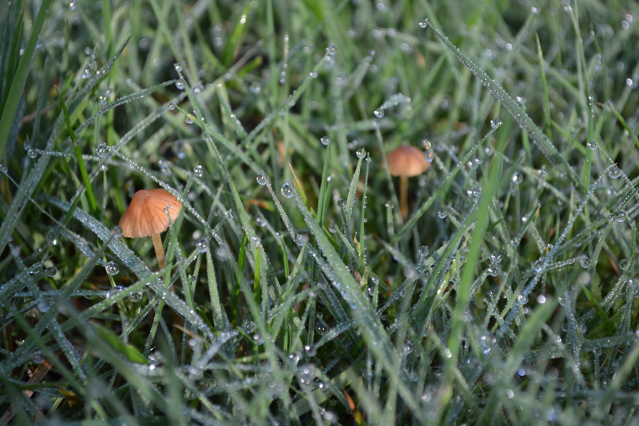 mushrooms fungi autumn free photo