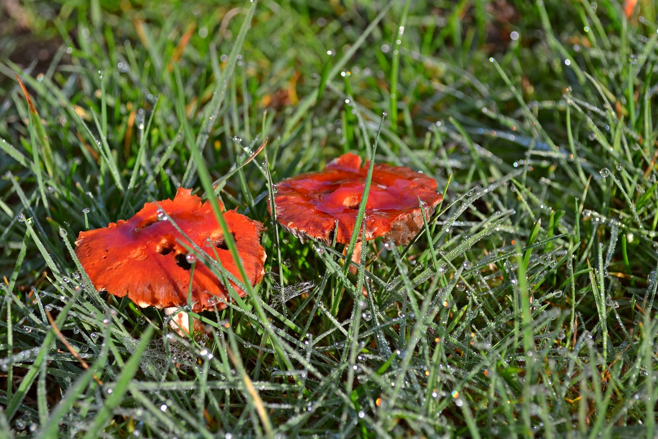 mushrooms fungi red free photo