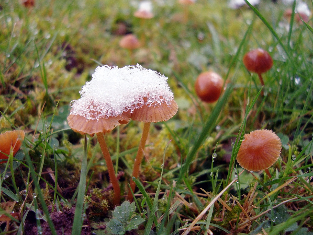 mushrooms snow grass free photo