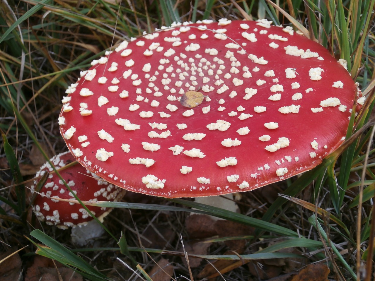 mushrooms toxic matryoshka free photo
