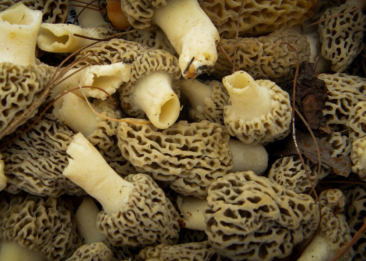 mushrooms morels nature free photo