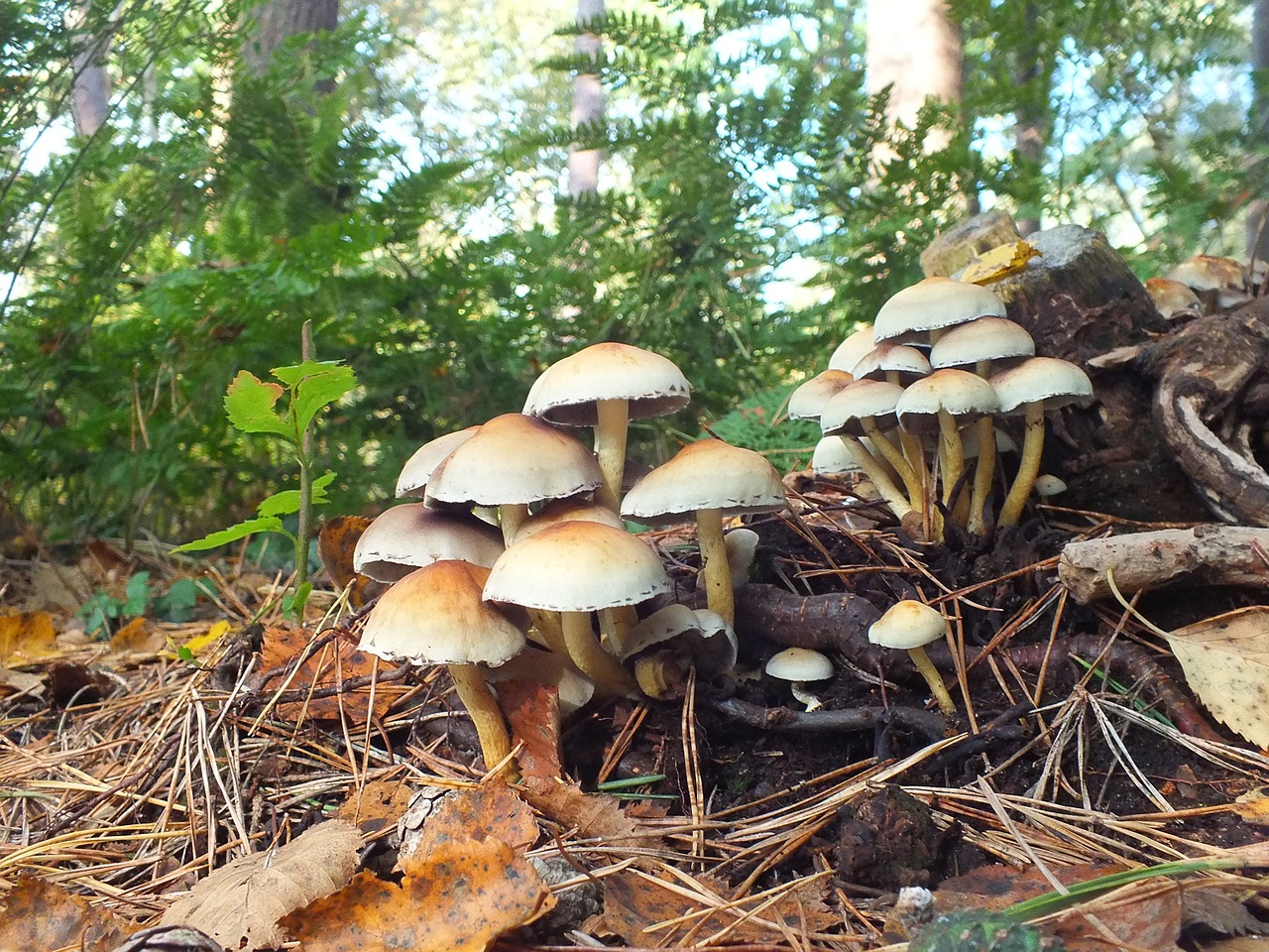 mushrooms autumn forest free photo