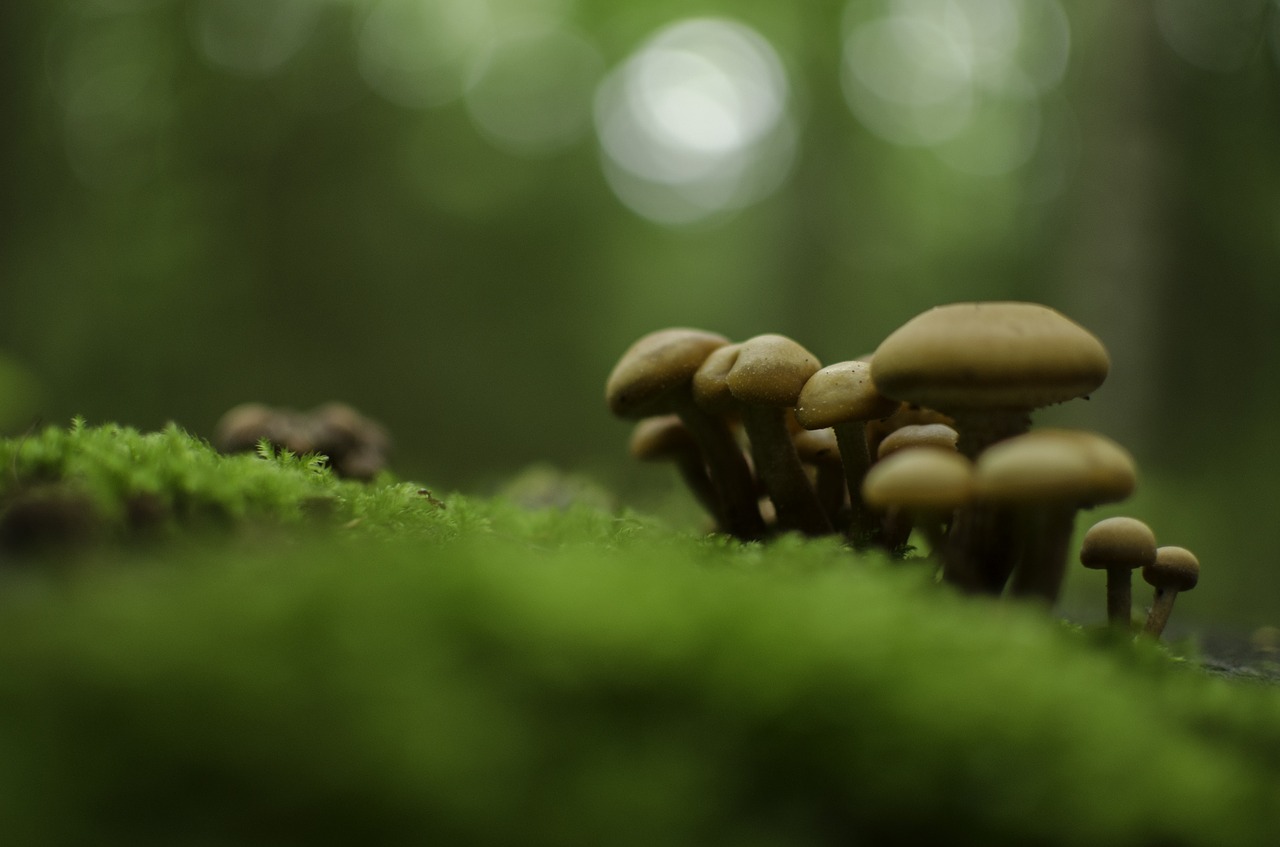 mushrooms forest autumn free photo