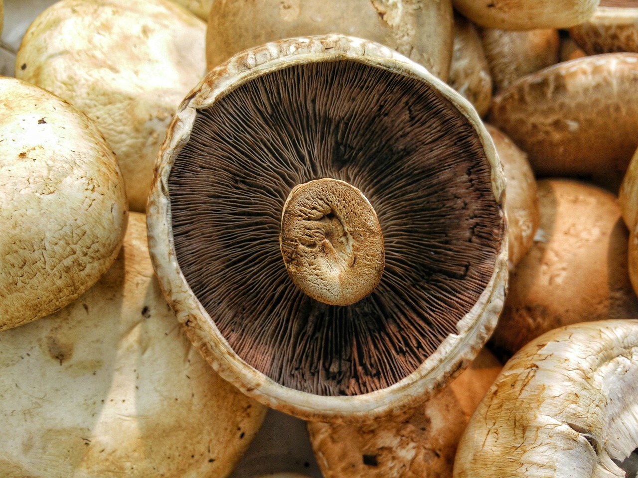 mushrooms macro fungus free photo