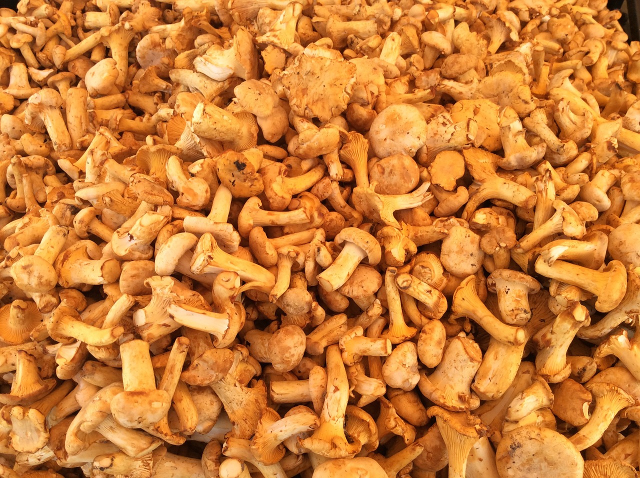 mushrooms chanterelles food free photo