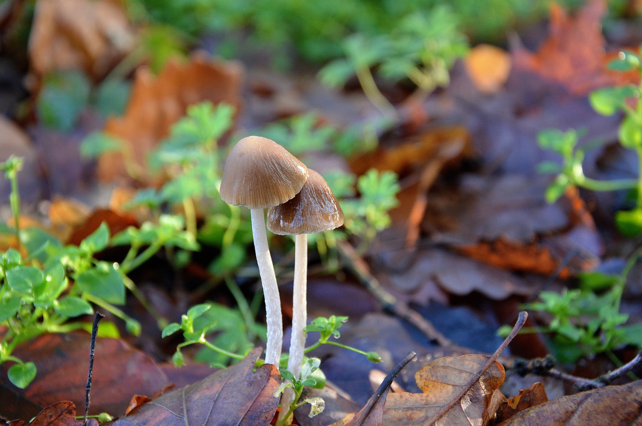 mushrooms forest litter free photo