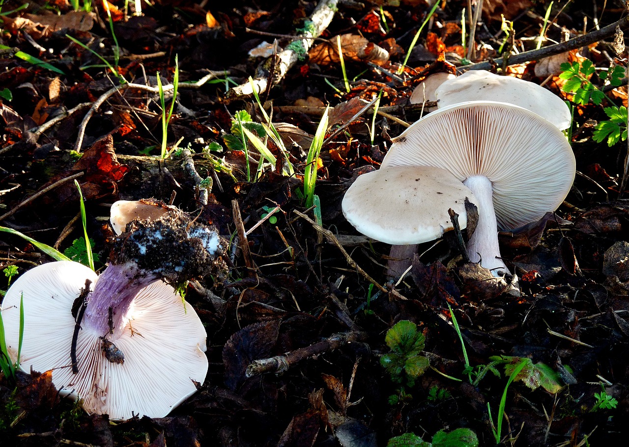 mushrooms lamellar forest free photo