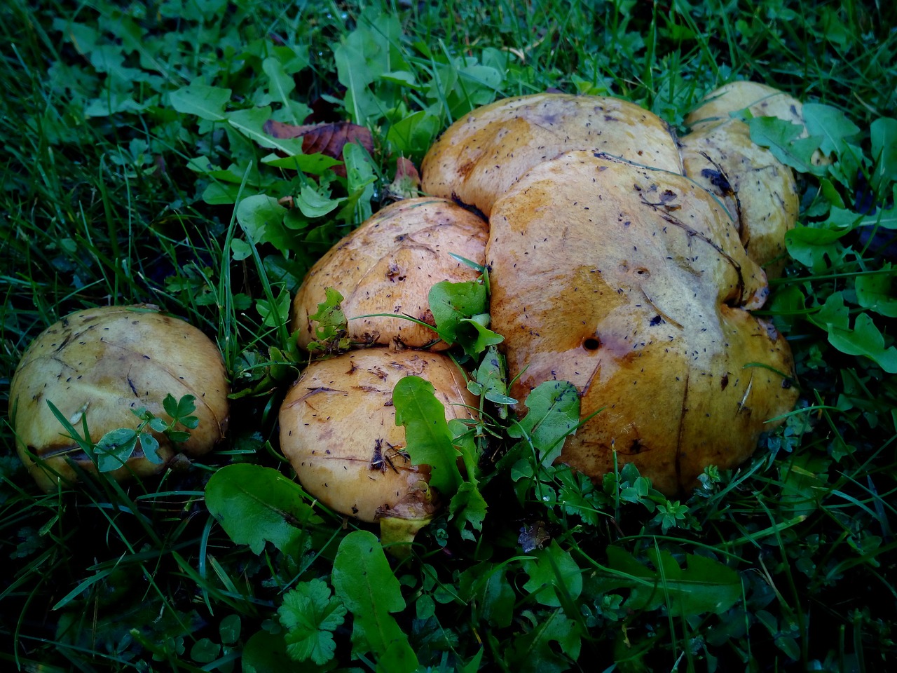 mushrooms moisture grass free photo