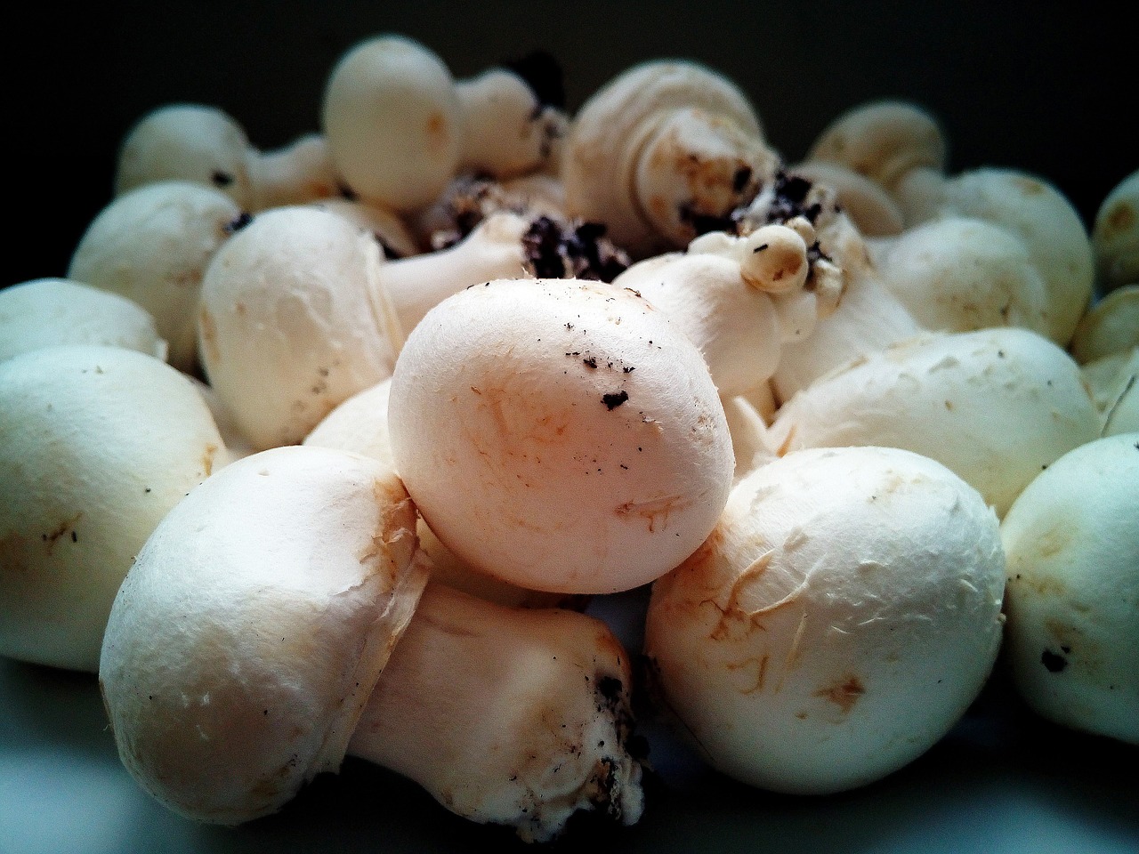 mushrooms fungi minerals free photo