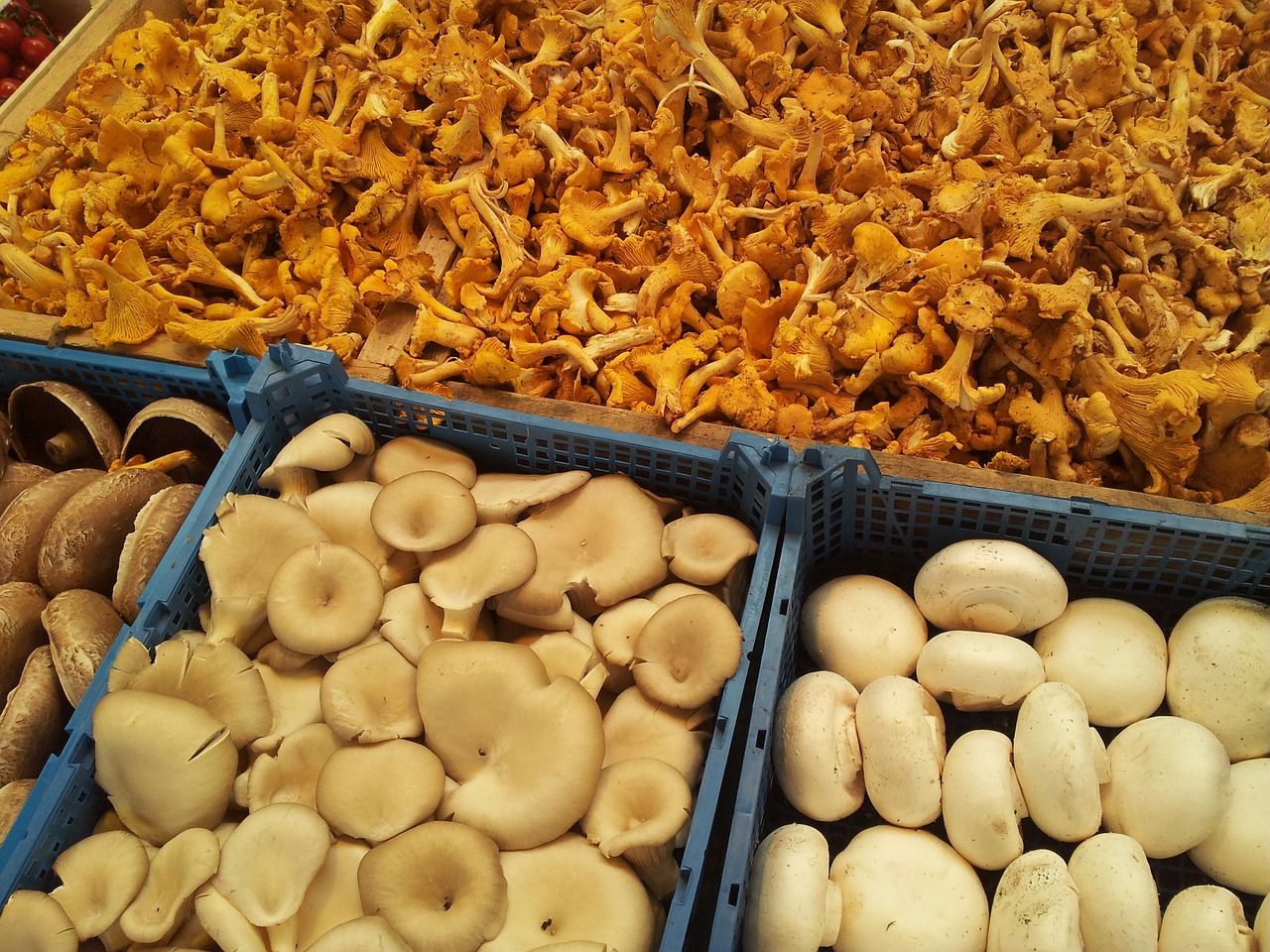 mushrooms market stand free photo