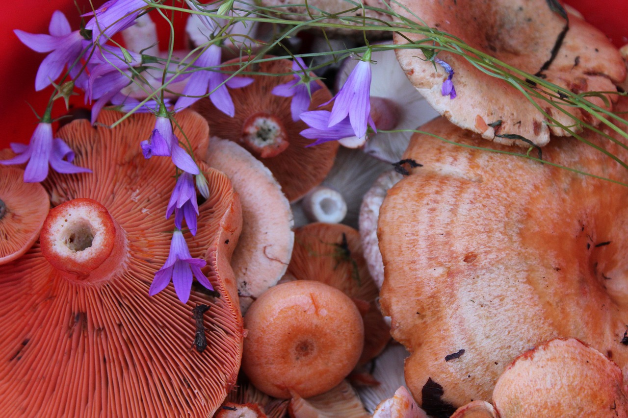 mushrooms saffron milk cap bell free photo