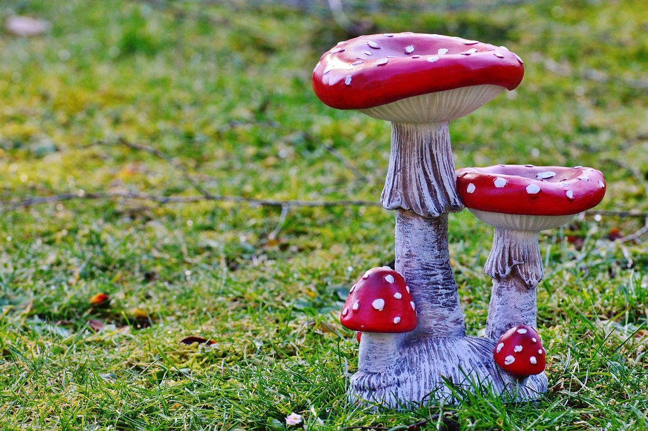 mushrooms garden deco free photo