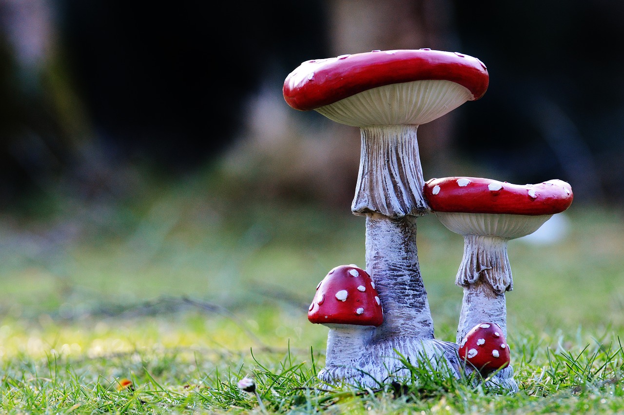 mushrooms garden deco free photo