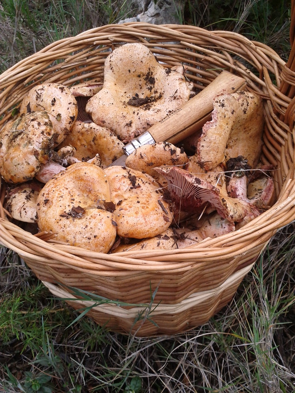 mushrooms basket nature free photo