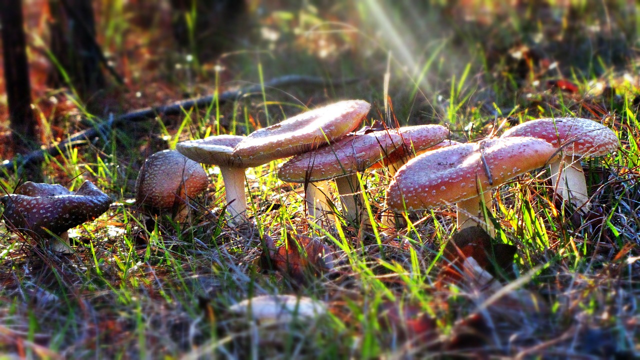 mushrooms wild mushrooms red free photo