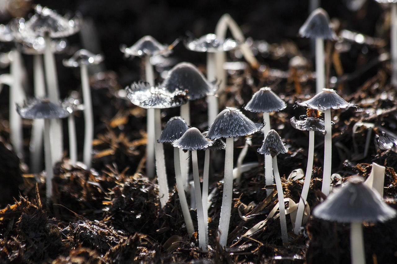 mushrooms mushroom back light free photo