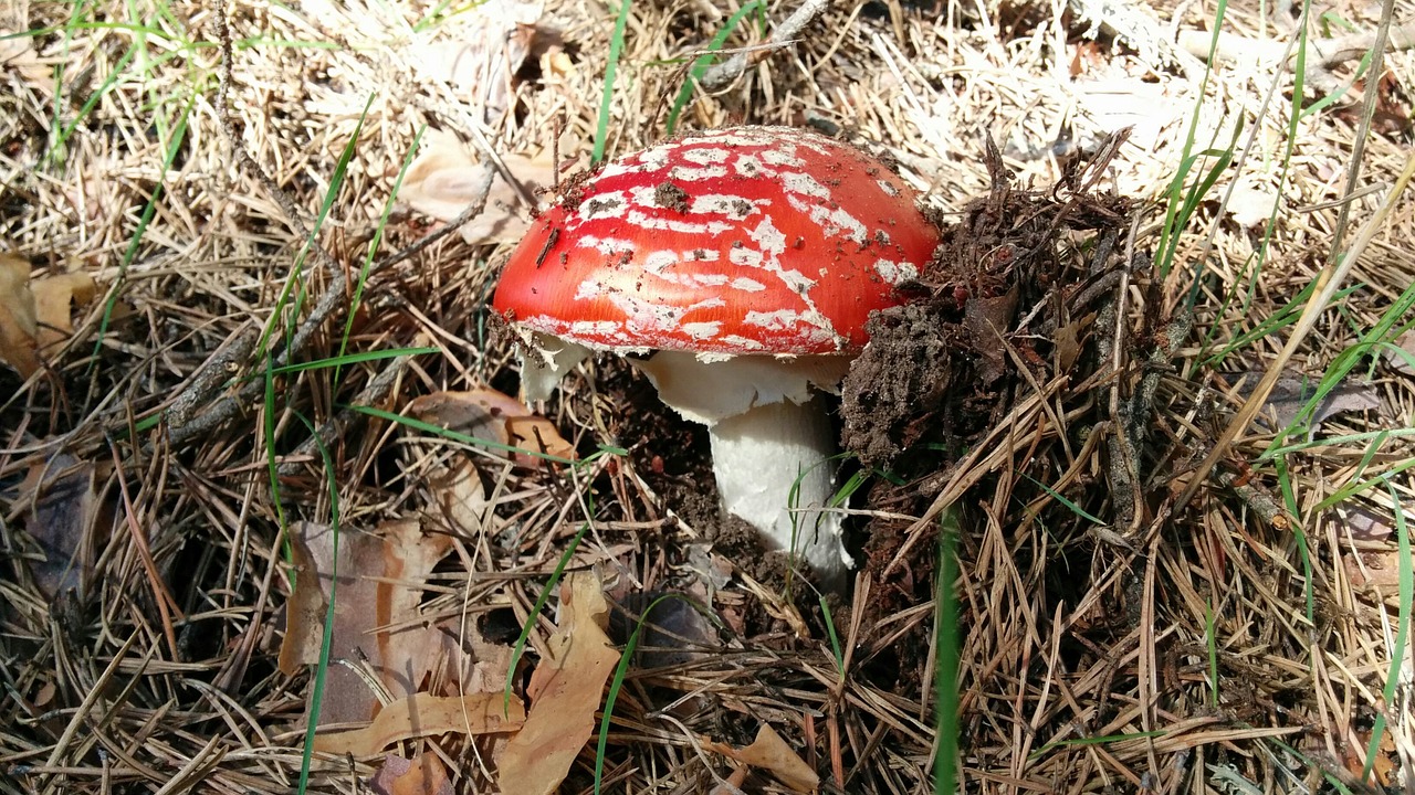 mushrooms field nature free photo