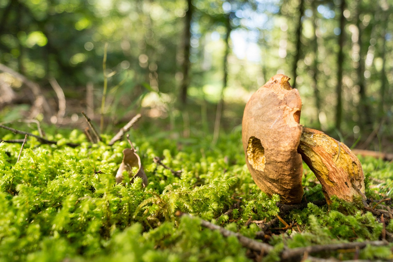 mushrooms forest nature free photo