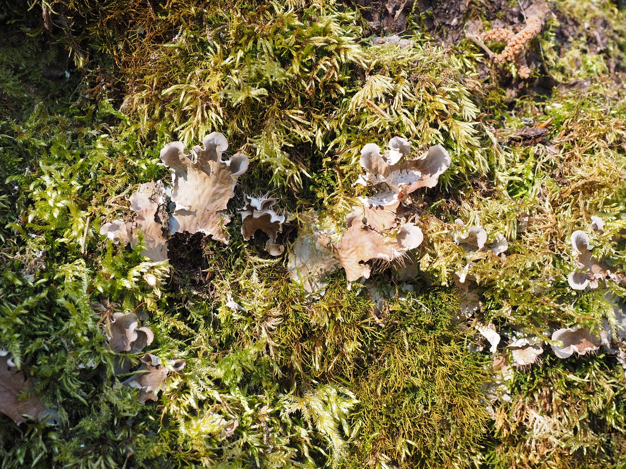 mushrooms moss curled crater elle free photo