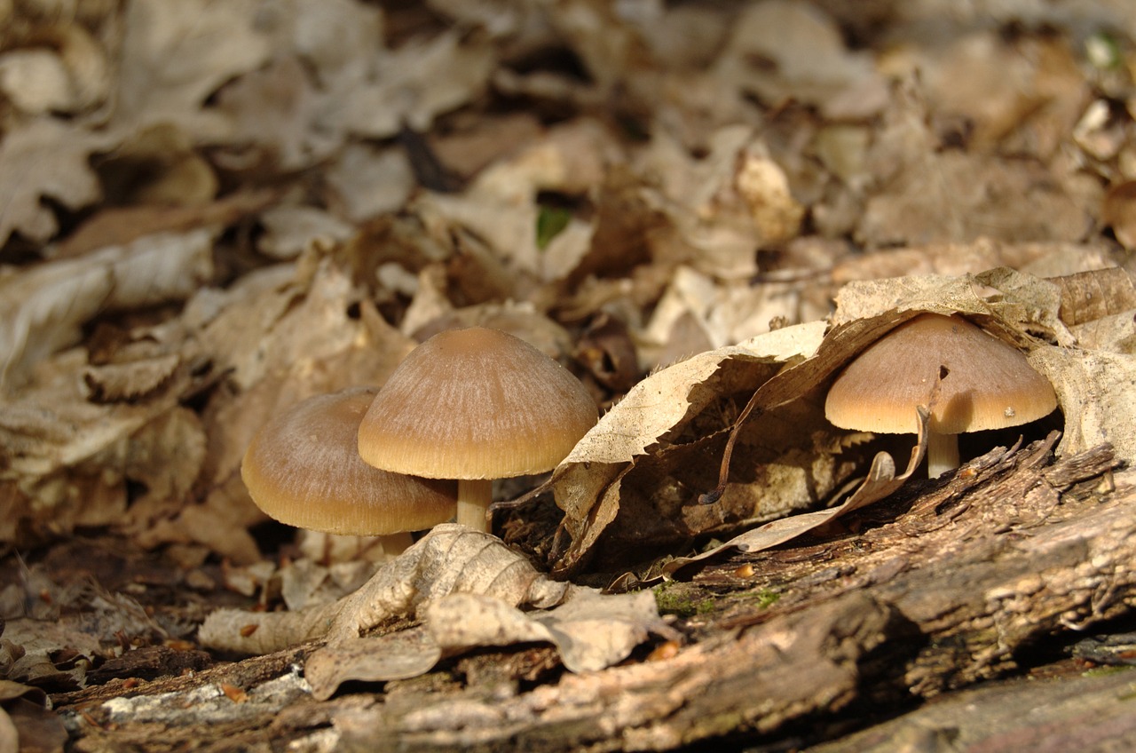 mushrooms psathyrella spadiceo-grisea spring free photo